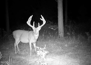 Welcome to Rose Hill Plantation, an extraordinary 388 surveyed - photo 37