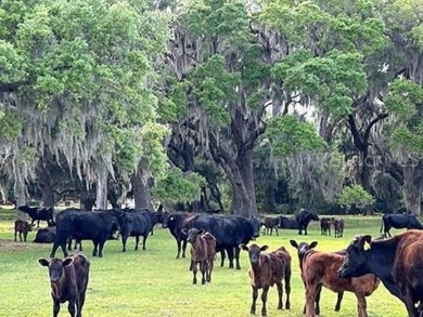 Quite Possibly the BEST LAKEFRONT LOT available in Osceola - photo 8
