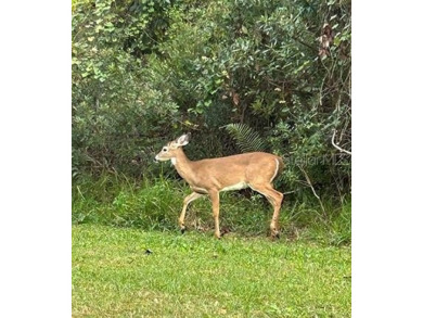 Quite Possibly the BEST LAKEFRONT LOT available in Osceola - photo 10