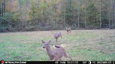 (private lake, pond, creek) Acreage For Sale in Wallingford Kentucky