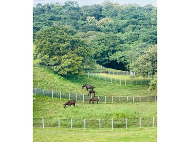 Luxury Equestrian Estate, Punta Barco, Panama Republic - photo 30