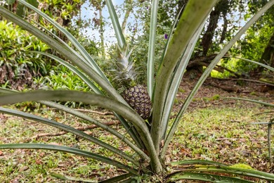 Tucked away in lush greenery in Hawaiian Paradise Park, this - photo 24