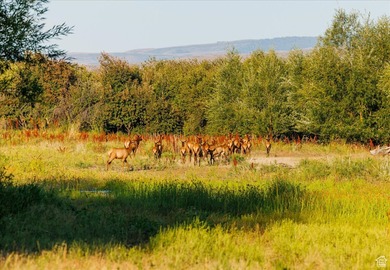Discover an exceptional opportunity to own 1,265 acres of highly - photo 8