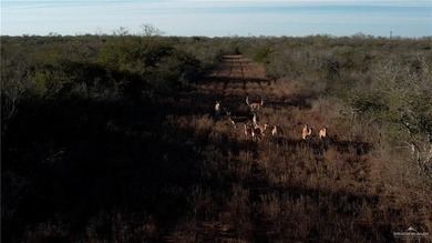 This is a gorgeous example of a South Texas virgin brush ranch - photo 2