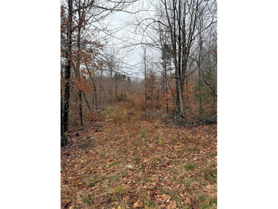 43 Acres of Pristine Maine Wilderness - Pond Road, Abbot, ME - photo 13