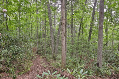 Looking for a lot in town with frontage on the headwaters of the - photo 8