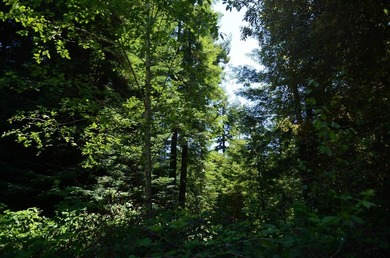 Beautiful lot w/secluded privacy and Del Norte Golf Course - photo 12