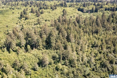 Wake up to mist drifting over Lake Ozette. Eagles overhead - photo 11