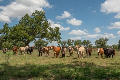 A rare opportunity to own a true piece of Texas history. This - photo 24