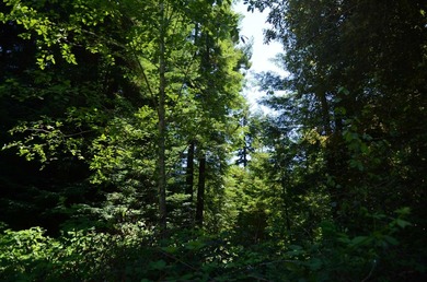 Beautiful lot w/secluded privacy with Del Norte Golf Course - photo 12
