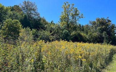 37+ ACRES WITH RIVER FRONTAGE CLOSE TO DOWNTOWN HAYESVILLE - photo 21