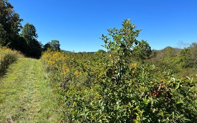 37+ ACRES WITH RIVER FRONTAGE CLOSE TO DOWNTOWN HAYESVILLE - photo 22