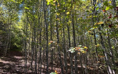 37+ ACRES WITH RIVER FRONTAGE CLOSE TO DOWNTOWN HAYESVILLE - photo 29