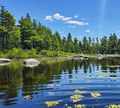 Toddy Pond Acreage For Sale in Penobscot Maine