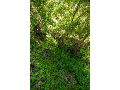 Recreational land near National Forest! Check out this 13.89 - photo 11