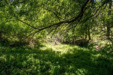 Recreational land near National Forest! Check out this 13.89 - photo 13