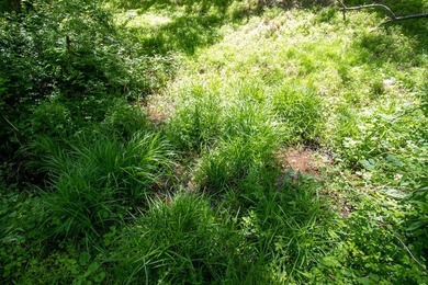 Recreational land near National Forest! Check out this 13.89 - photo 18