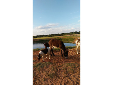 2 HOMES ON 21 ACRES! 1 HOME IS 4 BED 2 BATH AND THE OTHER IS A 1 - photo 5