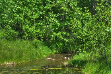 Misty Creek Ranch presents the Creekside lot, 40 acres of - photo 6