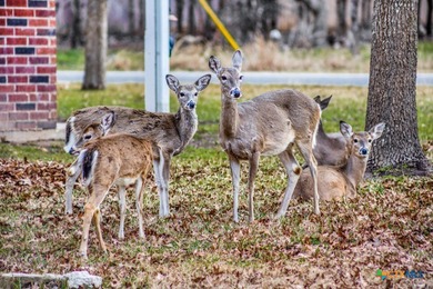 Belton Lake Lot For Sale in Morgans Point Texas
