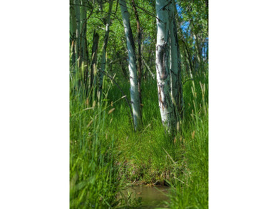 The Homestead is 40 amazing acres and boasts a charming 3800 - photo 3
