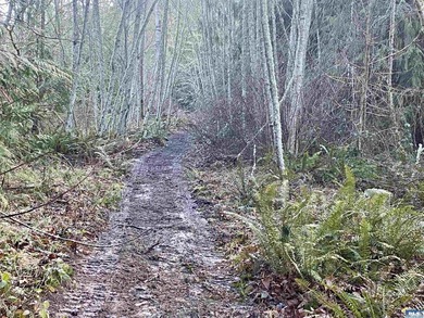 Rare and beautiful peaceful 2.6-acre cleared to build with - photo 23