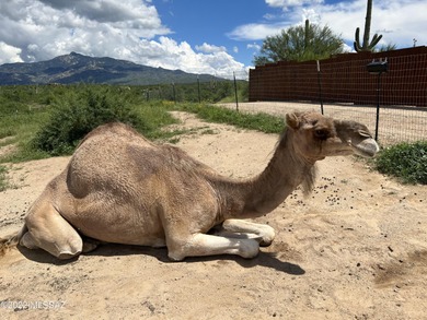 Sugarfoot Ranch - Vail, AZ 10 acres set in the scenic Sonoran