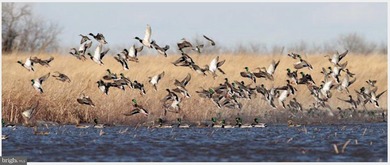 ONCE IN A LIFETIME BIG BUCK FARM PLUS GEESE, WOOD DUCKS AND - photo 13