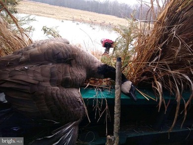 ONCE IN A LIFETIME BIG BUCK FARM PLUS GEESE, WOOD DUCKS AND - photo 27