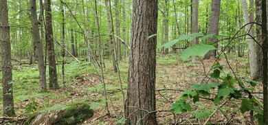 Beautiful building lot in Ausable Acres. Level building envelope - photo 3