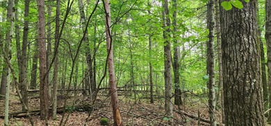 Beautiful building lot in Ausable Acres. Level building envelope - photo 4