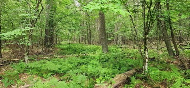 Beautiful building lot in Ausable Acres. Level building envelope - photo 5