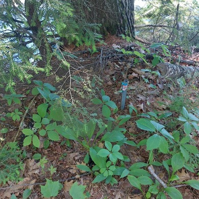 SEBAGO- Rare 2.35-Acre Sebago Lake Waterfront Parcel with 218' - photo 26