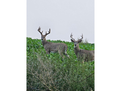 The Custer Legacy Ranch provides a rare combination to today's - photo 10