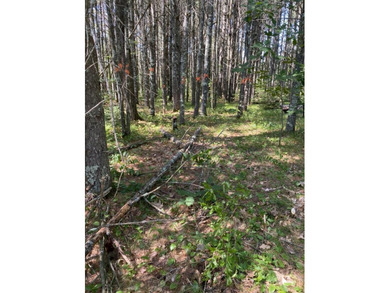 4 lots that combined make a beautiful 1 acre lot for full - photo 2