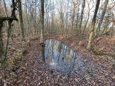 This 120.15+/- acre recreational property in Pike County - photo 5