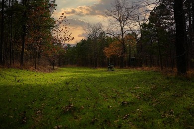 If you're in the Market for world Class Black Bear and Whitetail - photo 16