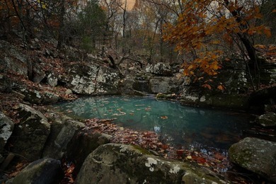 If you're in the Market for world Class Black Bear and Whitetail - photo 21