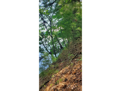 Beautiful wooded Chippewa River lot for your private get-away - photo 4