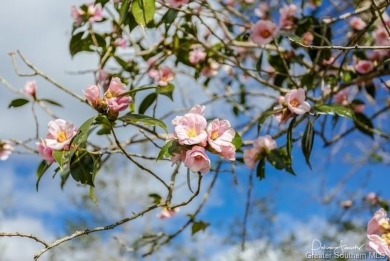 Lake Lot For Sale in Moss Bluff, Louisiana