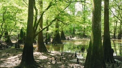 This exceptional property spans 1,376.50 acres and is nestled - photo 14