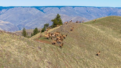 30,000+/- acre ranch on the Joseph Plains, this ranch features - photo 13