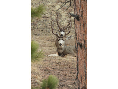 30,000+/- acre ranch on the Joseph Plains, this ranch features - photo 45