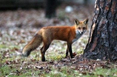 Located just east of Dallas in the 'Piney Woods of East Texas' -