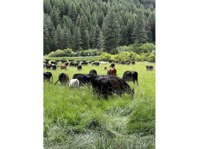 The Sproul Ranch is one of the premier working cattle ranches in - photo 6