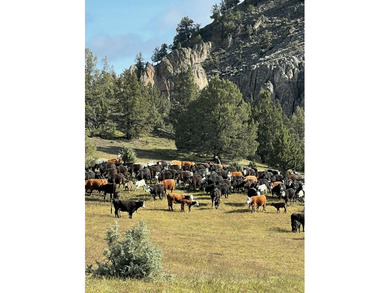 The Sproul Ranch is one of the premier working cattle ranches in - photo 10