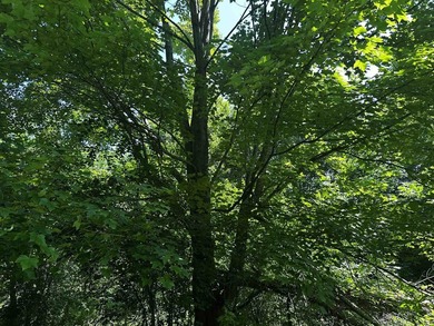 This 20 acres is almost fully wooded and consists of mainly - photo 6