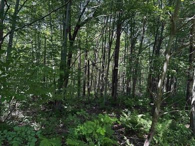 This 20 acres is almost fully wooded and consists of mainly - photo 9