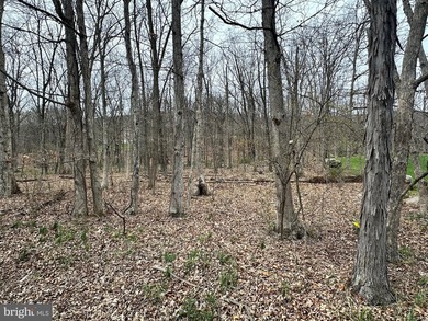 FULLY WOODED 1.03 ACRE BUILDING LOT IN THE (WELL ESTABLISHED) - photo 3