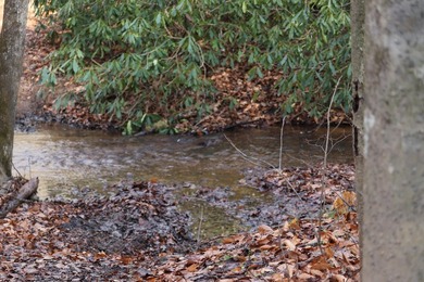 296.42+/- Acres | Grainger County, & Hawkins County Tennessee - photo 12